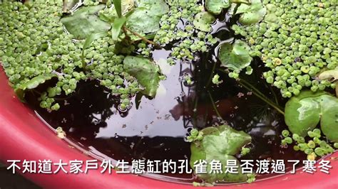 戶外缸適合養什麼魚|養魚先養水之戶外生態缸開缸需要多久才放魚及戶外養孔雀魚的秘。